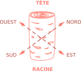 Schema d'un tronc avec la direction des pôles magnétiques terrestres.