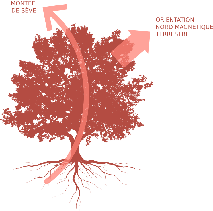 Illustration de la montée de sève par rapport à l'orientation du nord magnétique terrestre.
