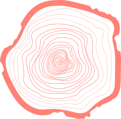 Illustration de la coup d'un tronc.