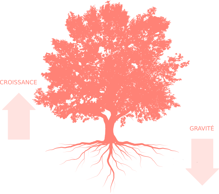 Illustration d'un arbre avec le sens de croissance et gravité.