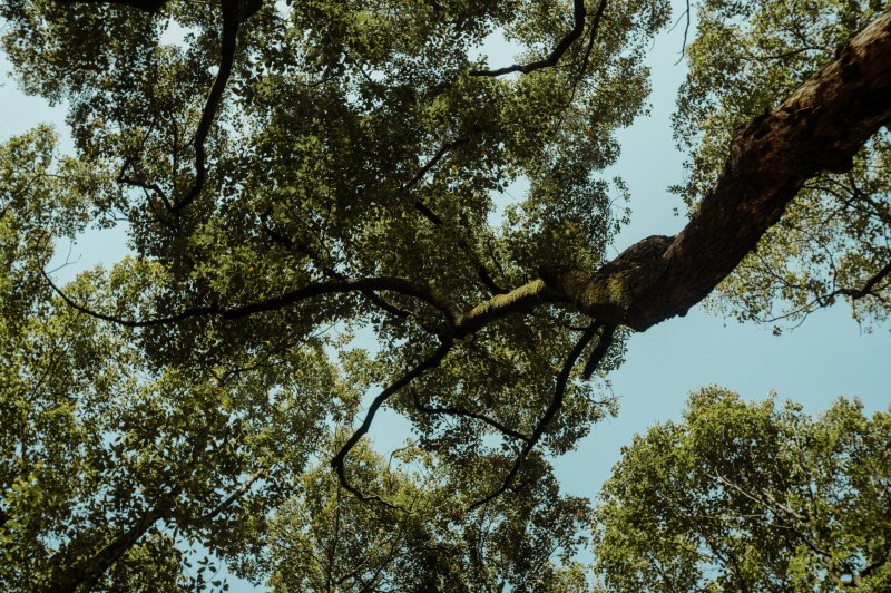 Vue d'un arbre contre plongée